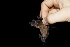  ( - 20120805_72)  @11 [ ] CreativeCommons - Attribution Non-Commercial  Unspecified Smithonian Tropical Institute