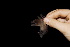  ( - 20120805_83)  @11 [ ] CreativeCommons - Attribution Non-Commercial  Unspecified Smithonian Tropical Institute