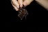  ( - 20120805_83)  @11 [ ] CreativeCommons - Attribution Non-Commercial  Unspecified Smithonian Tropical Institute