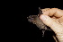  ( - 20120805_78)  @11 [ ] CreativeCommons - Attribution Non-Commercial  Unspecified Smithonian Tropical Institute