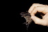  ( - 20120805_86)  @11 [ ] CreativeCommons - Attribution Non-Commercial  Unspecified Smithonian Tropical Institute