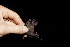 ( - 20120805_99)  @11 [ ] CreativeCommons - Attribution Non-Commercial  Unspecified Smithonian Tropical Institute