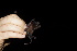  ( - 20120811_151)  @11 [ ] CreativeCommons - Attribution Non-Commercial  Unspecified Smithonian Tropical Institute