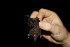  ( - 20120811_151)  @11 [ ] CreativeCommons - Attribution Non-Commercial  Unspecified Smithonian Tropical Institute