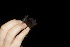  ( - 20120811_149)  @11 [ ] CreativeCommons - Attribution Non-Commercial  Unspecified Smithonian Tropical Institute