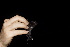  ( - 20120811_155)  @11 [ ] CreativeCommons - Attribution Non-Commercial  Unspecified Smithonian Tropical Institute