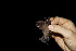  ( - 20120817_206)  @11 [ ] CreativeCommons - Attribution Non-Commercial  Unspecified Smithonian Tropical Institute