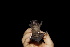  ( - 20120817_206)  @11 [ ] CreativeCommons - Attribution Non-Commercial  Unspecified Smithonian Tropical Institute