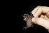  ( - 20120817_207)  @11 [ ] CreativeCommons - Attribution Non-Commercial  Unspecified Smithonian Tropical Institute