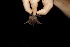  ( - 20120817_207)  @11 [ ] CreativeCommons - Attribution Non-Commercial  Unspecified Smithonian Tropical Institute