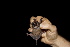  ( - 20120817_207)  @11 [ ] CreativeCommons - Attribution Non-Commercial  Unspecified Smithonian Tropical Institute