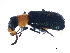  (Collops tricolor - 08BBCOL-0830)  @13 [ ] CreativeCommons - Attribution (2010) Unspecified Centre for Biodiversity Genomics