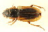  (Anisodactylus discoideus - 08BBCOL-0864)  @14 [ ] CreativeCommons - Attribution (2010) CBG Photography Group Centre for Biodiversity Genomics