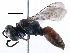  ( - 08BBHYM-0152)  @14 [ ] CreativeCommons - Attribution (2016) CBG Photography Group Centre for Biodiversity Genomics