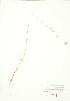  ( - JEM 123)  @11 [ ] Copyright (2009) Unspecified University of Guelph BIO Herbarium