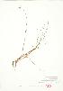 ( - JEM 113)  @11 [ ] Copyright (2009) Unspecified University of Guelph BIO Herbarium