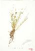  ( - ABM 035)  @11 [ ] Copyright (2009) Unspecified University of Guelph BIO Herbarium