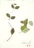  ( - MMD 033)  @11 [ ] Copyright (2009) Unspecified University of Guelph BIO Herbarium