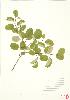  ( - MMD 028)  @11 [ ] Copyright (2009) Unspecified University of Guelph BIO Herbarium