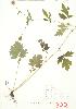  ( - MMD 046)  @11 [ ] Copyright (2009) Unspecified University of Guelph BIO Herbarium