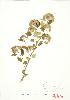  (Physocarpus opulifolius - JEM 078A)  @11 [ ] Copyright (2009) Unspecified University of Guelph BIO Herbarium