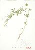  ( - MMD 039)  @11 [ ] Copyright (2009) Unspecified University of Guelph BIO Herbarium