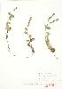  ( - JEM 055A)  @11 [ ] Copyright (2009) Unspecified University of Guelph BIO Herbarium