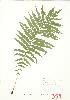  ( - JEM 063)  @11 [ ] Copyright (2009) Unspecified University of Guelph BIO Herbarium