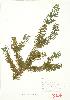  ( - JEM 050B)  @11 [ ] Copyright (2009) Unspecified University of Guelph BIO Herbarium