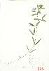  ( - JEM 048)  @11 [ ] Copyright (2009) Unspecified University of Guelph BIO Herbarium