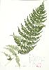  ( - JEM 154)  @11 [ ] Copyright (2009) Unspecified University of Guelph BIO Herbarium