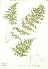  ( - JEM 153)  @11 [ ] Copyright (2009) Unspecified University of Guelph BIO Herbarium