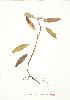  ( - JEM 107)  @11 [ ] Copyright (2009) Unspecified University of Guelph BIO Herbarium