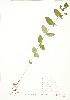  ( - JEM 087)  @11 [ ] Copyright (2009) Unspecified University of Guelph BIO Herbarium