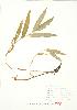  ( - JEM 125)  @11 [ ] Copyright (2009) Unspecified University of Guelph BIO Herbarium
