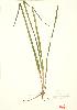  (Vallisneria americana - ABM 013)  @11 [ ] Copyright (2009) Unspecified University of Guelph BIO Herbarium