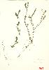  (Elodea - ABM 020)  @11 [ ] Copyright (2009) Unspecified University of Guelph BIO Herbarium