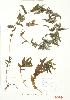  ( - ABM 012)  @11 [ ] Copyright (2009) Unspecified University of Guelph BIO Herbarium