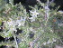  ( - CRUBST2_001)  @11 [ ] Copyright (2014) Cintia Souto Laboratorio Ecotono - CRUB- UNC