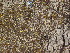  ( - CRUBST26-007)  @11 [ ] Copyright (2015) Cintia Souto Laboratorio Ecotono - CRUB- UNC