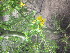  ( - CRUBST4-103)  @11 [ ] Copyright (2013) Cintia Souto Laboratorio Ecotono - CRUB- UNC