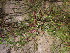  (Prosopis chilensis - CRUBST42-107)  @11 [ ] Copyright (2016) Cintia Souto Laboratorio Ecotono - CRUB- UNC