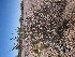  ( - CRUBST2-019)  @11 [ ] Copyright (2016) Cintia Souto Laboratorio Ecotono - CRUB- UNC