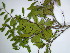  ( - CRUBST85-004)  @11 [ ] Copyright (2067) Cintia Souto Laboratorio Ecotono - CRUB- UNC