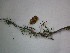  (Prosopis nigra - CRUBST81-002)  @11 [ ] Copyright (2028) Cintia Souto Laboratorio Ecotono - CRUB- UNC