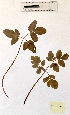  ( - BPTPS009)  @11 [ ] Copyright (2022) Instituto Nacional de Investigacao Agraria e Veterinaria Instituto Nacional de Investigacao Agraria e Veterinaria