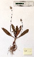  (Plantago lagopus - BPTPS040)  @11 [ ] Copyright (2022) Instituto Nacional de Investigacao Agraria e Veterinaria Instituto Nacional de Investigacao Agraria e Veterinaria