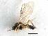  ( - NMS:Godfray:A387)  @14 [ ] CreativeCommons - Attribution (2015) CBG Photography Group Centre for Biodiversity Genomics
