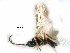  ( - NMS:Godfray:NK77)  @12 [ ] CreativeCommons - Attribution (2017) CBG Photography Group Centre for Biodiversity Genomics