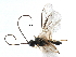  ( - NMS:Godfray:KPB-8597)  @12 [ ] CreativeCommons - Attribution (2017) CBG Photography Group Centre for Biodiversity Genomics
